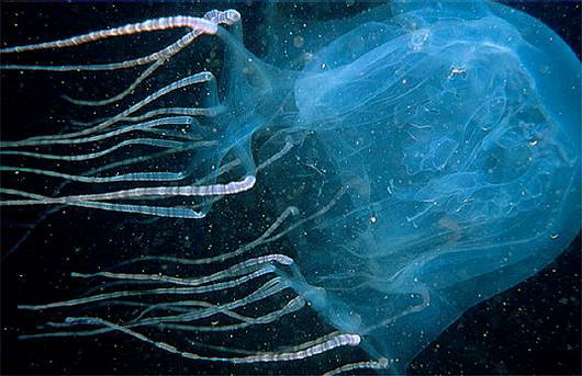 Chironex Box Jellyfish Chironex Box Jellyfish