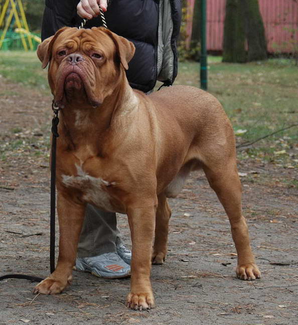 Dogue de Bordeaux - Largest Dog Breeds