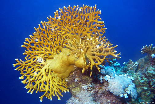 10 Most Dangerous Sea Creatures
