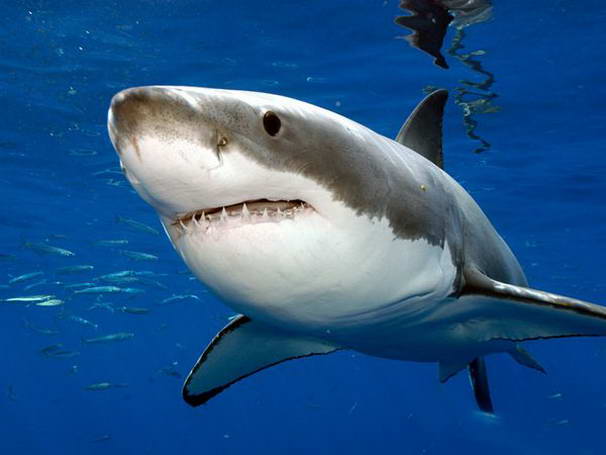 Great White Shark Great White Shark