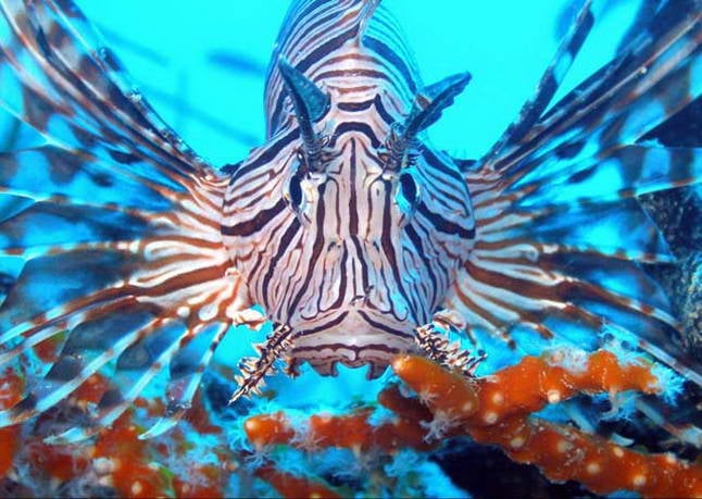 Lionfish