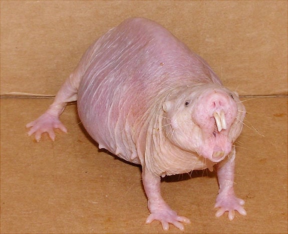Naked Mole Rat Naked Mole Rat - Ugliest Animals