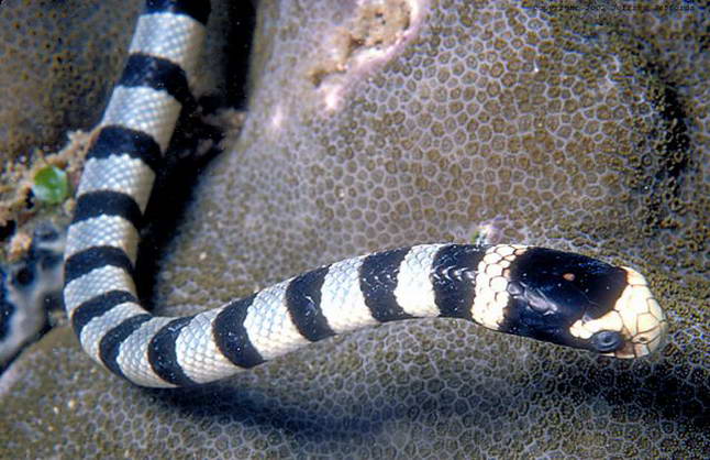 Sea Snakes Sea Snakes