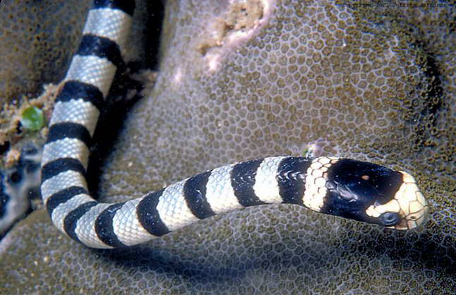 Sea Snakes