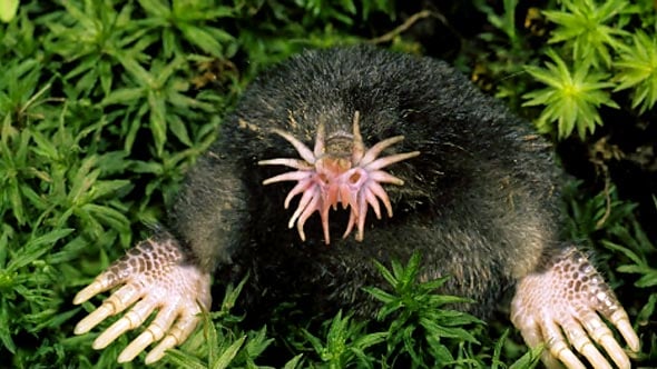 Star Nosed Mole Star Nosed Mole