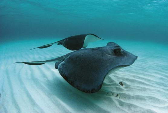 Stingrays Stingrays