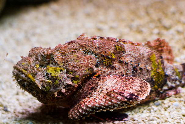 Stonefish Stonefish