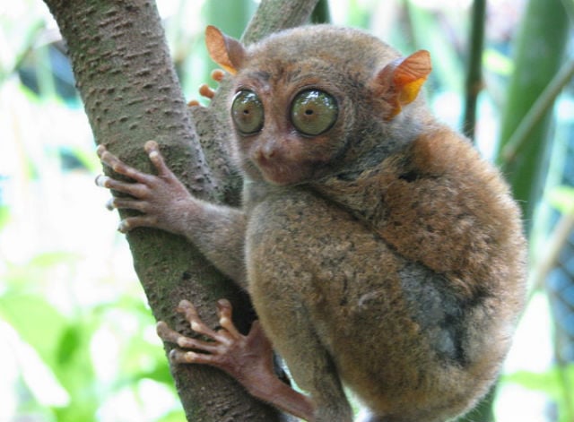 Tarsier - Most Ugliest Animals in the World