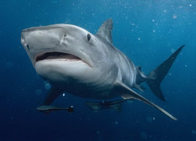 Tiger Shark © Mike Pitts 2004 Tiger Shark © Mike Pitts 2004