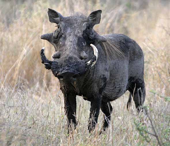 Warthog Warthog