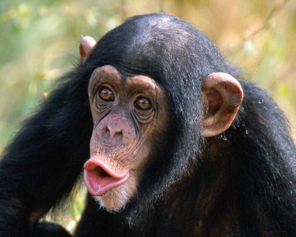 Chimpanzee Chimpanzee