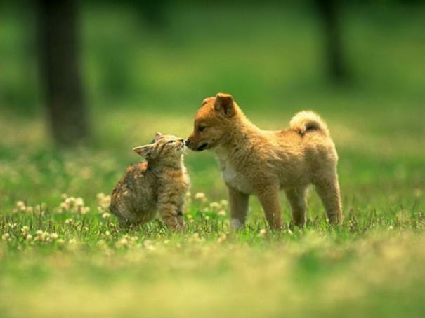 Dog And Cat Dog And Cat