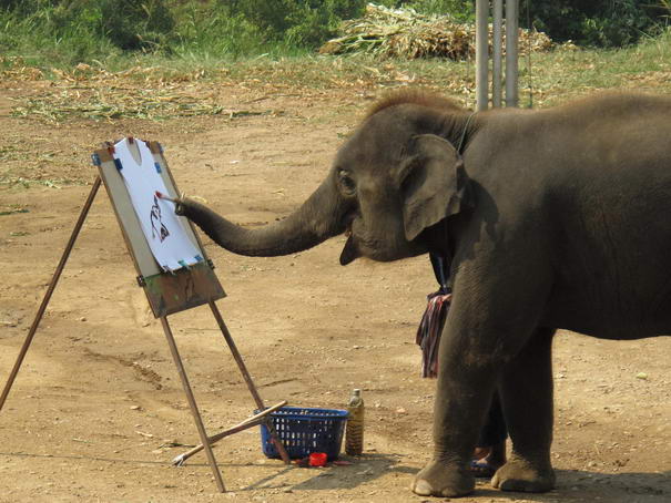 Elephants Elephants