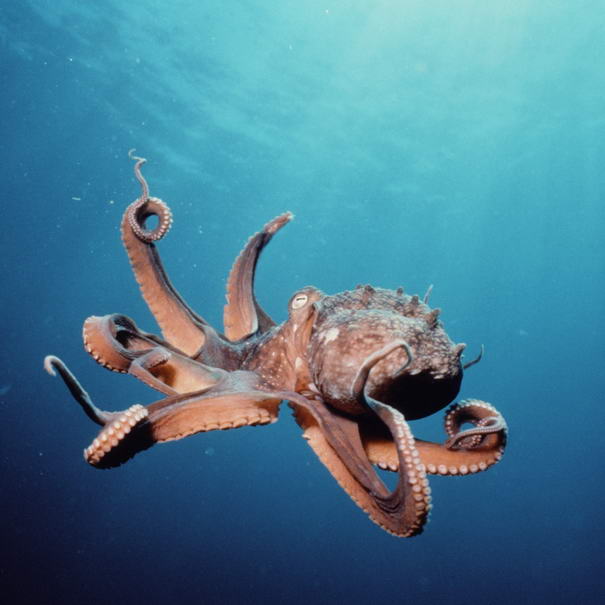 Octopus Octopus