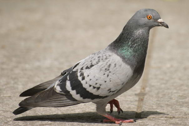 Pigeon Pigeon