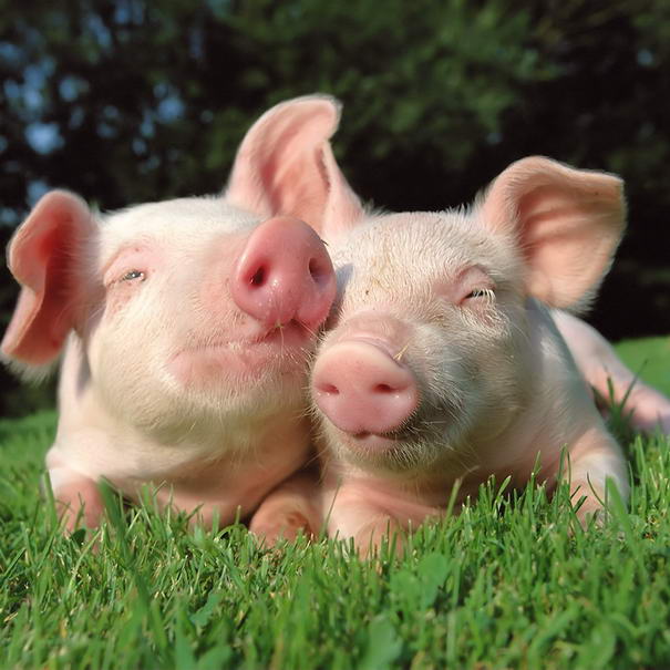 Pigs Pigs Intelligent Animals
