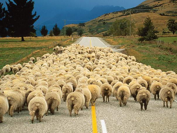 Sheep Sheep