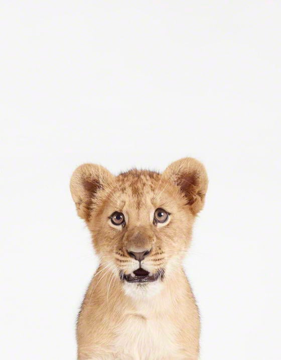 Baby Lion