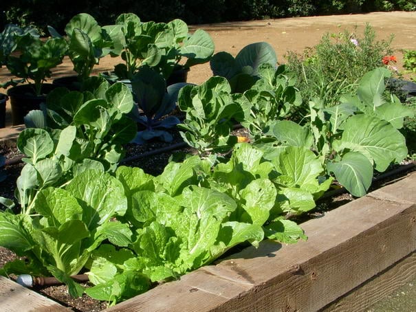 Cruciferous vegetables Cruciferous vegetables