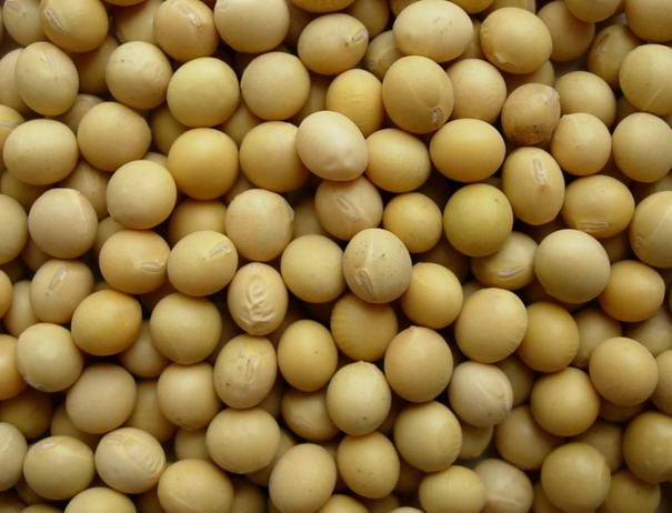 Soya Soya