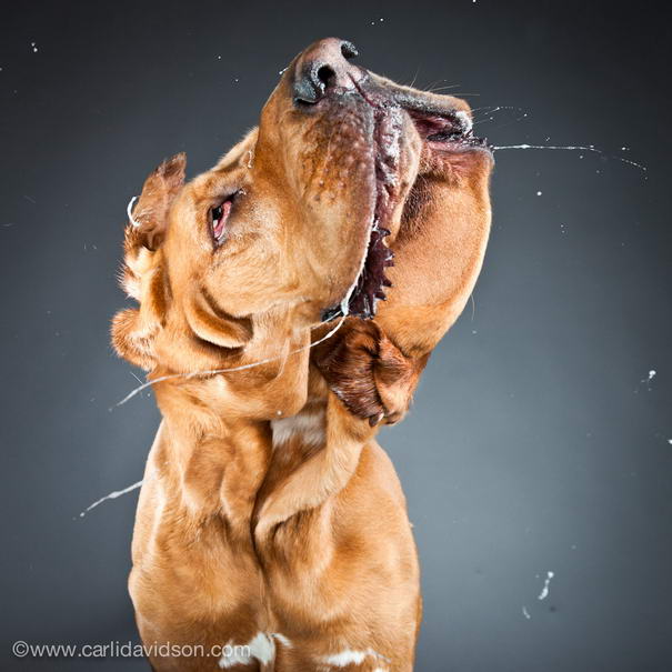 Shaking Dogs By Carli Davidson High Speed Photography 