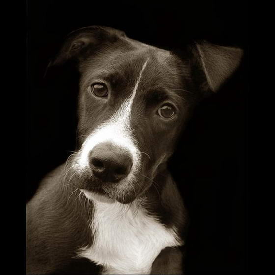 Shelter Dogs ByTraer Scott (1) Dog Portraits