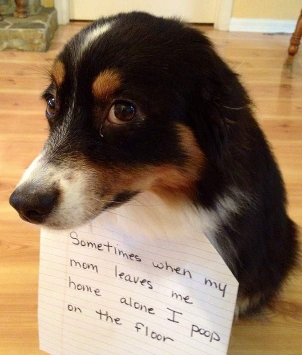 Naughty Dog - Dogshaming