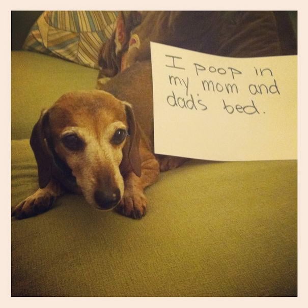 Pooping Dog - Dogshaming