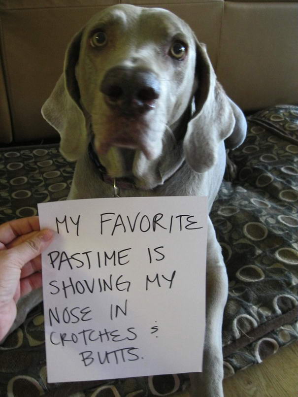 Sniffing dog - Dogshaming