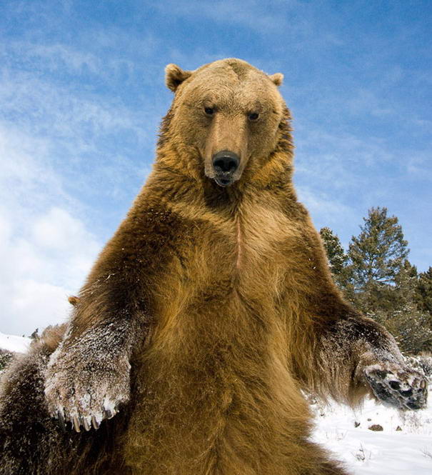 Bear Bear
