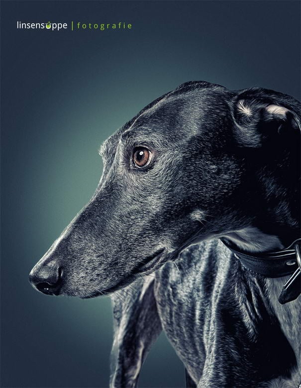 Dog Portraits By Daniel Sadlowski (7) Canine Portraits By Daniel Sadlowski (7)
