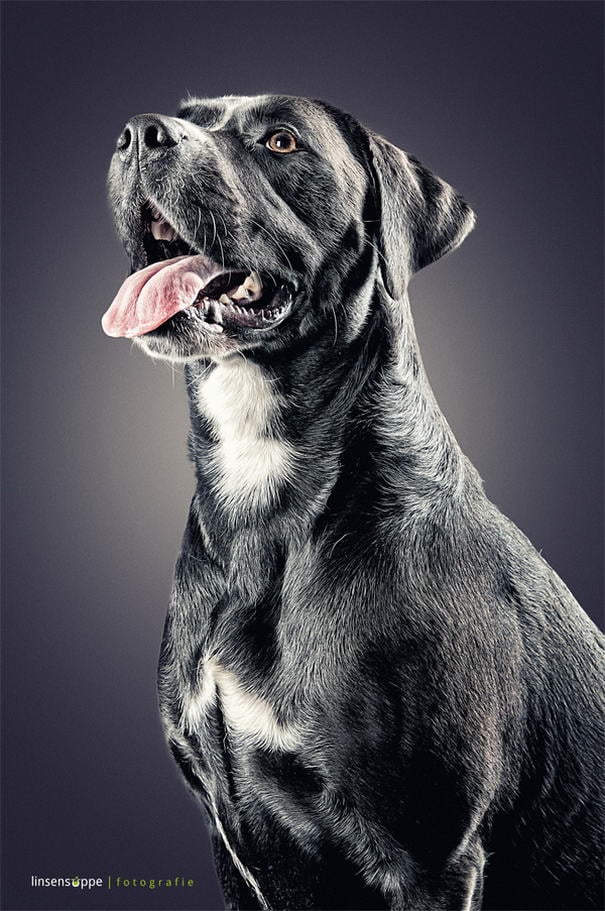 Dog Portraits By Daniel Sadlowski (6) Dog Portraits By Daniel Sadlowski (6)
