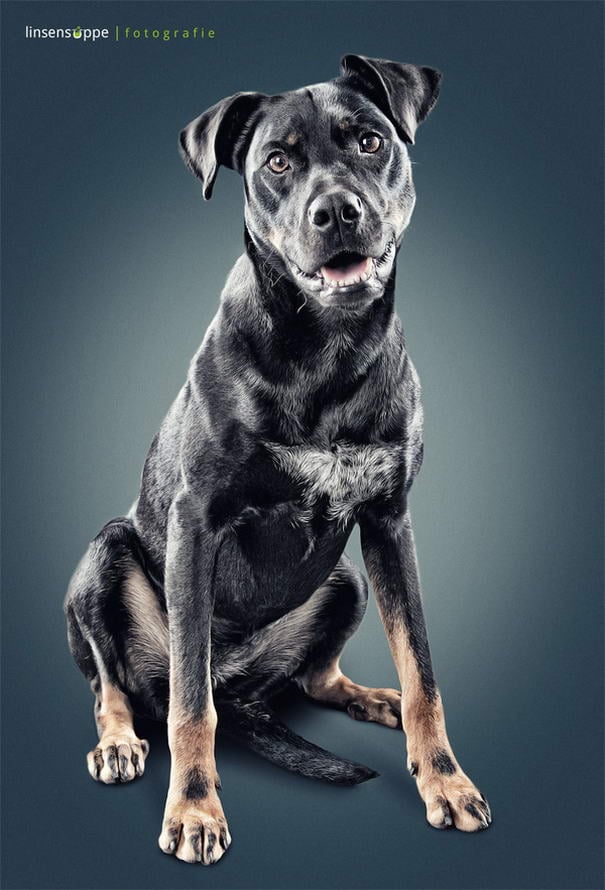 Dog Portraits By Daniel Sadlowski (3) Dog Portraits By Daniel Sadlowski (3)
