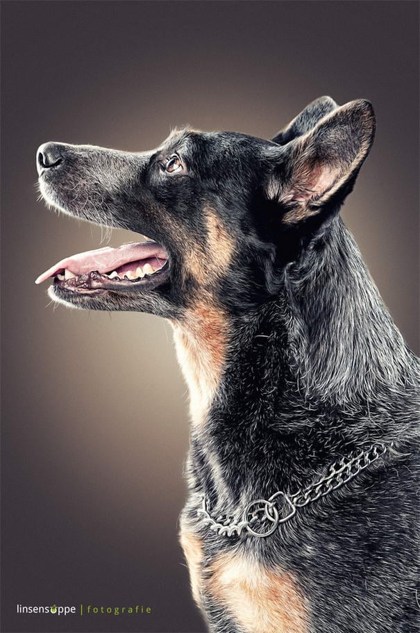 Dog Portraits By Daniel Sadlowski (1) Dog Portraits By Daniel Sadlowski (1)