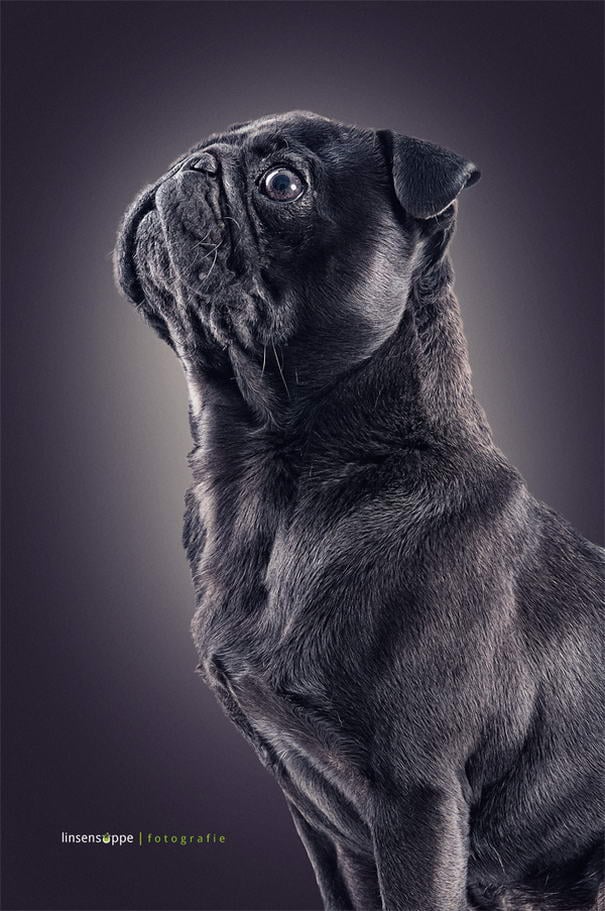 Dog Portraits By Daniel Sadlowski (10) Canine Portraits By Daniel Sadlowski (10)
