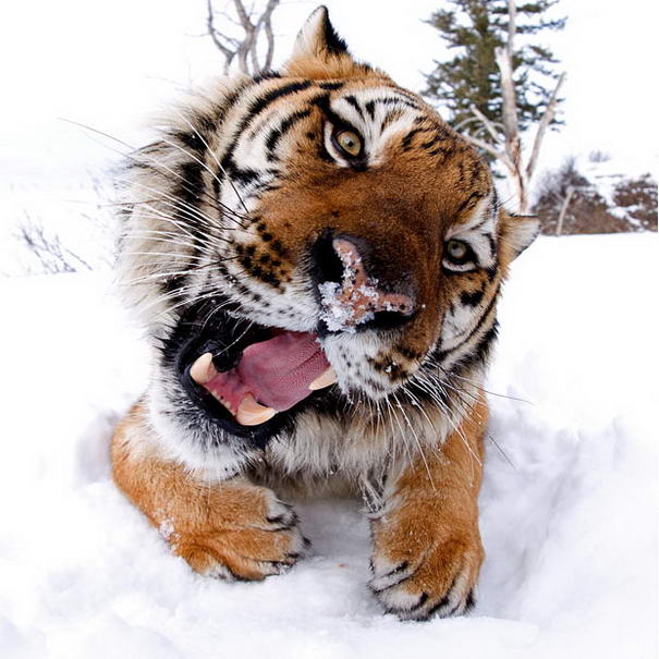 Siberian Tiger Siberian Tiger