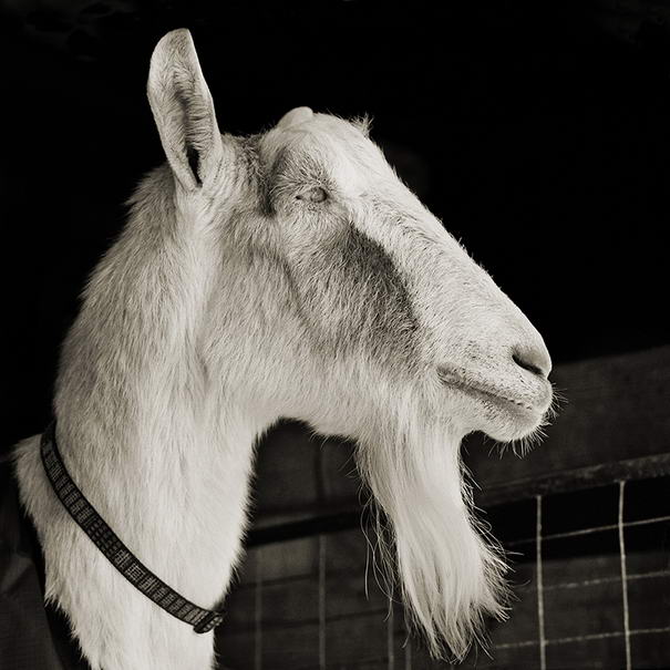 Abe, Alpine Goat, Age 21 -  Touching Portraits