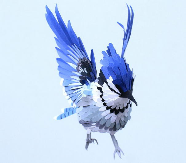 Blue Jay