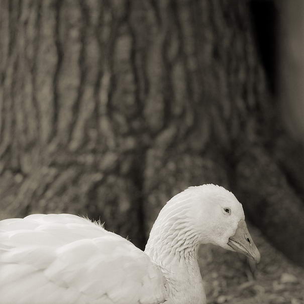 Embden Goose, Age 28, -  Touching Portraits