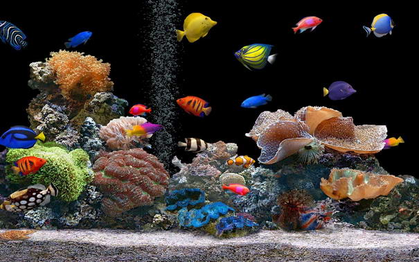 Fish Tank Fish Tank