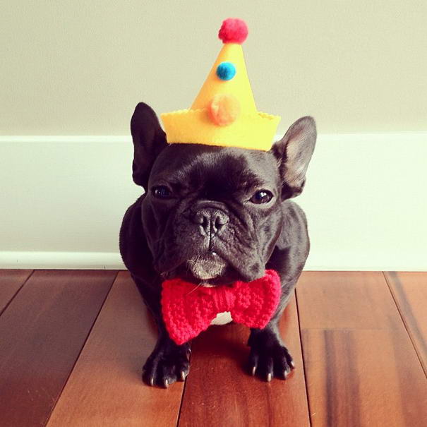 French Bulldog By Sonya Yu (9) French Bulldog By Sonya Yu (9)