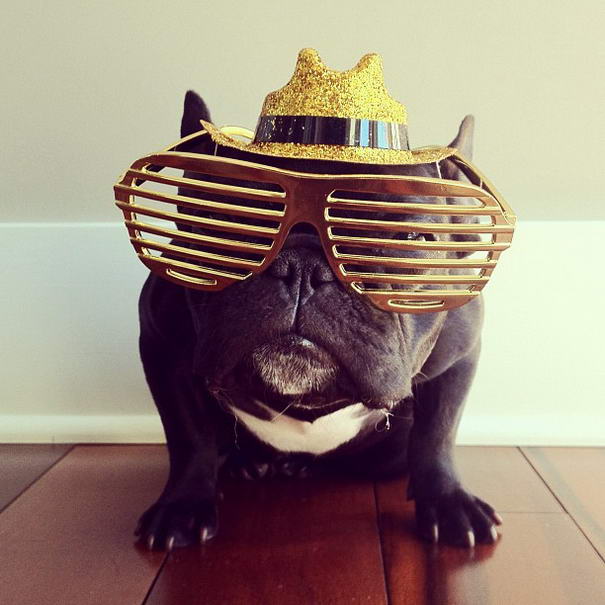 French Bulldog By Sonya Yu (1) French Bulldog By Sonya Yu (1) Bulldog Photos