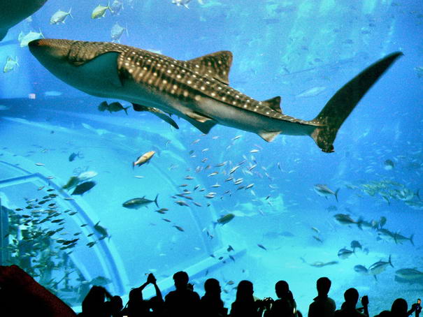 Huge Fish Tank Huge Fish Tank
