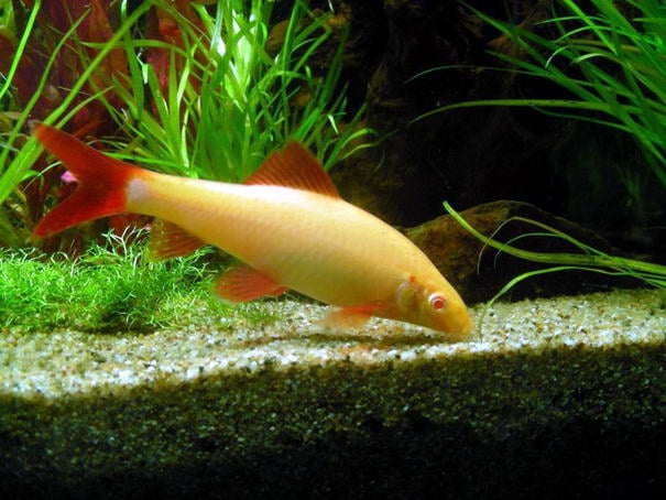 Rainbow Shark Rainbow Shark Buying Fish