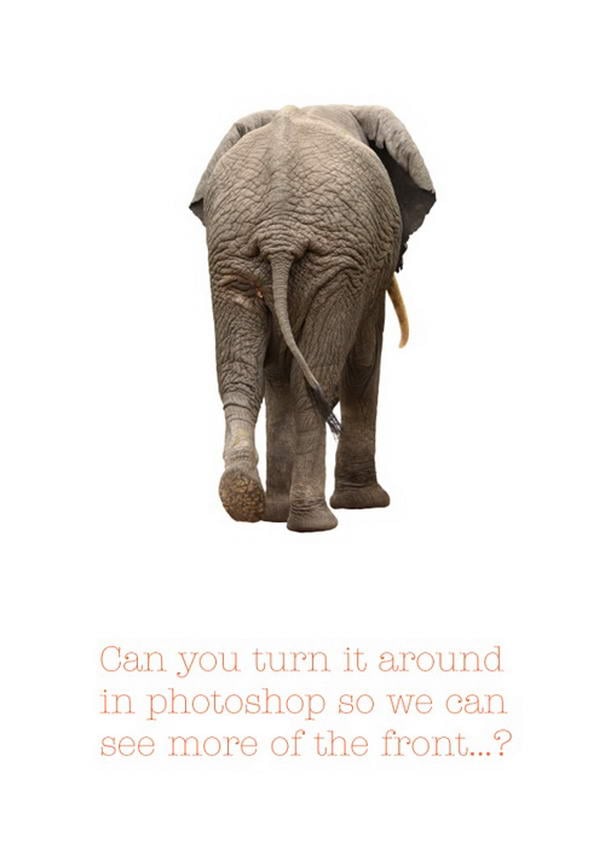 Elephant Elephant