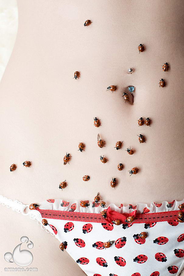 Ladybugs Ladybugs