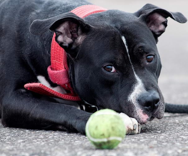 Pit Bull Photos By Leon.Daniel