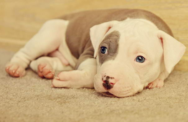 Roxys Little One