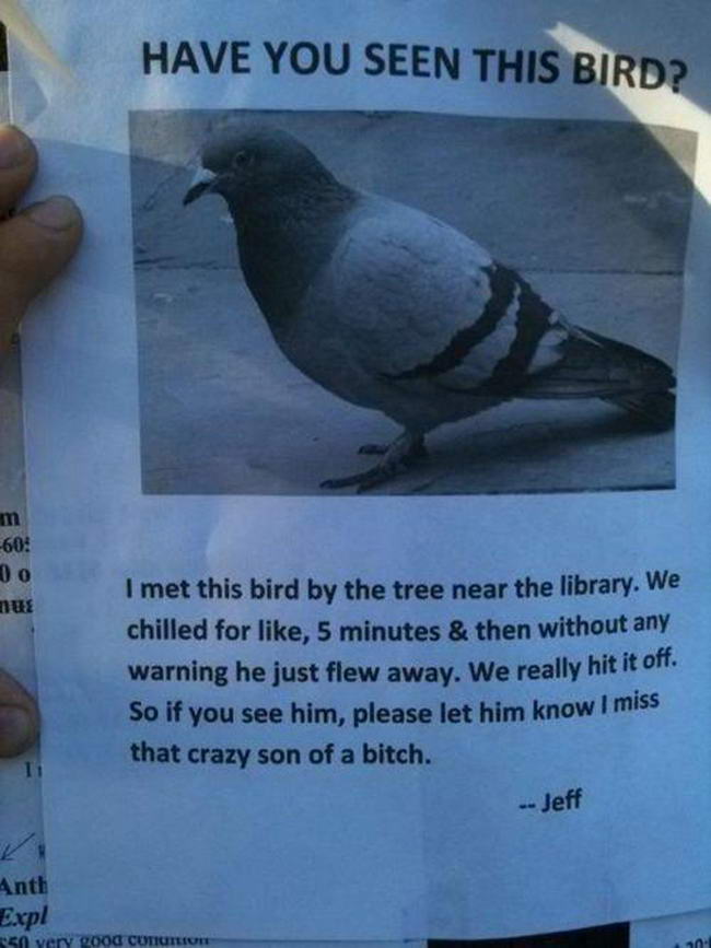 Lost Bird