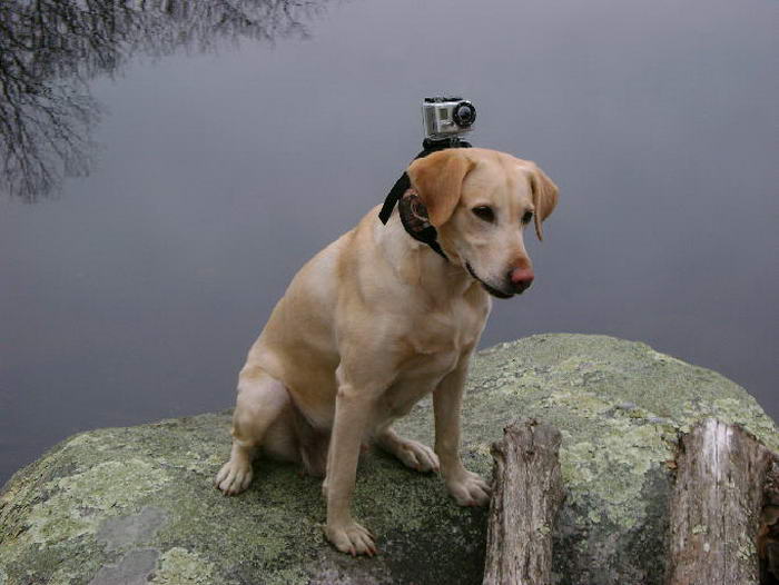 Dog Camera Mount